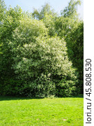 Цветущая черемуха (Prunus padus) в Ботаническом саду. Стоковое фото, фотограф Алёшина Оксана / Фотобанк Лори
