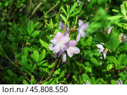 Цветущий рододендрон Шлиппенбаха (Rhododendron schlippenbachii) Стоковое фото, фотограф Алёшина Оксана / Фотобанк Лори