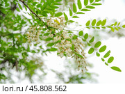 Цветущая Робиния ложноакациевая (Robinia pseudoacacia) Стоковое фото, фотограф Алёшина Оксана / Фотобанк Лори