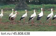 Flock of white storks resting in fields. Стоковое видео, видеограф Михаил Коханчиков / Фотобанк Лори