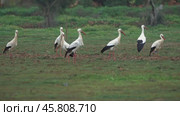Flock of white storks resting in fields. Стоковое видео, видеограф Михаил Коханчиков / Фотобанк Лори