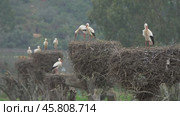 White storks in the nest, Portugal. Стоковое видео, видеограф Михаил Коханчиков / Фотобанк Лори