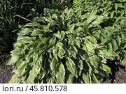 A large hosta bush whose leaves have been damaged by caterpillars. Стоковое фото, фотограф Наталья Сухорукова / Фотобанк Лори