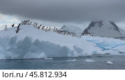 Gentoo Penguins find safety from a leopard seal on an Antarctic iceberg. Стоковое видео, видеограф Vladimir / Фотобанк Лори