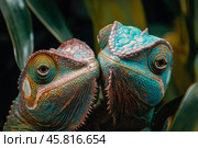 Two colorful chameleon in rainforest. Стоковое AI-изображение, AI-художник Михаил Коханчиков / Фотобанк Лори