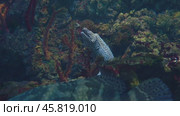 Moray eels, or Muraenidae, are a family of eels whose members are found worldwide. Стоковое видео, видеограф Андрей Армягов / Фотобанк Лори