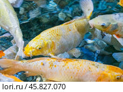 Colorful moi carp in the water close-up in the blur. Стоковое фото, фотограф Roman Zavorotny / Фотобанк Лори