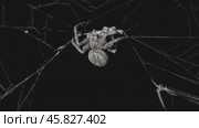 Spider eating prey at night. Стоковое видео, видеограф Михаил Коханчиков / Фотобанк Лори