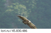 Griffon vulture predator bird flying in Serbia. Стоковое видео, видеограф Михаил Коханчиков / Фотобанк Лори