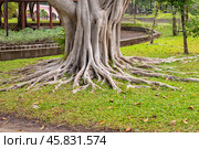 A tropical tree with thick roots on the ground. Chatuchak Park, Bangkok (2024 год). Стоковое фото, фотограф Коханова Наталья / Фотобанк Лори