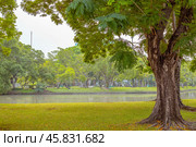 Chatuchak Park in Bangkok. Big tree on green lawn and lake. Asian nature (2024 год). Стоковое фото, фотограф Коханова Наталья / Фотобанк Лори
