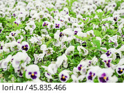 Фиалка трёхцветная (Viola tricolor), фиалка Виттрока, садовые анютины глазки. Фон. Стоковое фото, фотограф Алёшина Оксана / Фотобанк Лори
