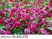 Фиалка трёхцветная (Viola tricolor), фиалка Виттрока, садовые анютины глазки. Фон. Стоковое фото, фотограф Алёшина Оксана / Фотобанк Лори