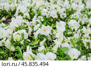 Фиалка трёхцветная (Viola tricolor), фиалка Виттрока, садовые анютины глазки. Фон. Стоковое фото, фотограф Алёшина Оксана / Фотобанк Лори