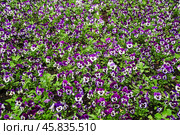 Фиалка трёхцветная (Viola tricolor), фиалка Виттрока, садовые анютины глазки. Фон. Стоковое фото, фотограф Алёшина Оксана / Фотобанк Лори