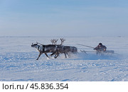 Праздник оленеводов. Гонки на оленях. Этнография. Ямал. Редакционное фото, фотограф Катерина Романова / Фотобанк Лори