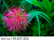 Bright red fluffy flower on a green bush. Стоковое фото, фотограф Коханова Наталья / Фотобанк Лори