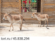 Onagers are walking around the zoo enclosure. Yerevan, Armenia (2019 год). Стоковое фото, фотограф Belikart / Фотобанк Лори