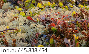 Arctic Tundra lichen moss close-up. Found primarily in areas of Arctic Tundra, alpine tundra, it is extremely cold-hardy. Cladonia rangiferina, also known as reindeer cup lichen. Стоковое фото, фотограф Андрей Армягов / Фотобанк Лори