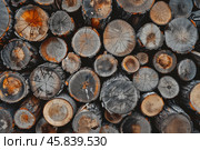 Stacks of lumber. Stacked Wood Logs Pattern Background. Pile of natural wooden trunks. Logging, deforestation, environmental issues. Forest pine and spruce trees. Log pile, lumbering timber industry. Стоковое AI-изображение, AI-художник Марина Демидюк / Фотобанк Лори
