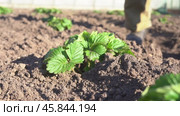 Vegetable garden in northern latitudes. Стоковое видео, видеограф Владимир Федоров / Фотобанк Лори