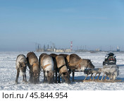 Праздник оленеводов. Финиш. Этнография. Ямал. Стоковое фото, фотограф Катерина Романова / Фотобанк Лори