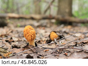 Сморчки в лесу. Стоковое фото, фотограф Александр Пахмутов / Фотобанк Лори