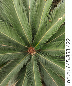 Sago Palm beautiful leaves pictures. Стоковое фото, фотограф abid ali / Фотобанк Лори