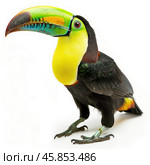 Colorful keel billed toucan standing on white background. Стоковое AI-изображение, AI-художник Иван Рябоконь / Фотобанк Лори
