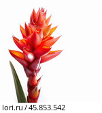 Red and orange tropical bromeliad flower blooming on white background. Стоковое AI-изображение, AI-художник Иван Рябоконь / Фотобанк Лори
