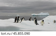 Adelie Penguins resting on iceberg at Brown Bluff in Antarctica. Стоковое видео, видеограф Vladimir / Фотобанк Лори