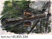 Акварельный набросок кряквы / Watercolor sketch of a mallard. Стоковая иллюстрация, иллюстратор Александр Паньков / Фотобанк Лори