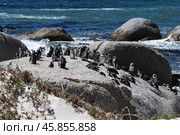 Boulders Beach protected lagoon with colony of African spectacled penguins (2023 год). Стоковое фото, фотограф Екатерина Якименко / Фотобанк Лори