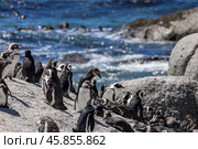 Boulders Beach protected lagoon with colony of African spectacled penguins (2023 год). Стоковое фото, фотограф Екатерина Якименко / Фотобанк Лори