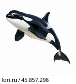 Orca leaping and showing its black and white skin. Стоковое AI-изображение, AI-художник Иван Рябоконь / Фотобанк Лори