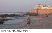 Essaouira city in Morocco at sunset and seagulls (2018 год). Стоковое видео, видеограф Михаил Коханчиков / Фотобанк Лори