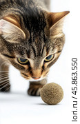 Curious cat sniffing catnip ball in studio setting for pet behavior observation and feline curiosity. Стоковое AI-изображение, AI-художник Sabyna75 / Фотобанк Лори