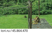 A stump-tailed Macaca arctoides feeds while sitting on a boardwalk. Fruits are laid out next to the monkey. The ropes are stretched. Green lawn, lush tropical vegetation. Malaysia. Borneo. Sandakan. Стоковое фото, фотограф Вера Ивановна Кубарева / Фотобанк Лори