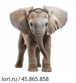 Baby african elephant standing on white background. Стоковое AI-изображение, AI-художник Иван Рябоконь / Фотобанк Лори