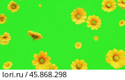Yellow daisy flowers on a green screen. Vibrant flower heads on a green background animation. Wedding backdrop, Valentine's Day. Floral border frame on chroma key. Design element. Template, Mock-Up. Стоковое AI-видео, аниматор Марина Демидюк / Фотобанк Лори