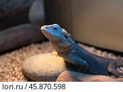 Шипастая рептилия ящерица бородатая агама pogona barbata морфы зеро положила лапу на камушек в террариуме в бежевых тонах под лучами ультрафиолетовой лампы. Стоковое фото, фотограф Алиса Сокол / Фотобанк Лори