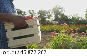 farmer with vegetable harvest on farm plot. Стоковое видео, видеограф Igor Skripachev / Фотобанк Лори