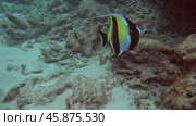 Moorish Idol (Zanclus cornutus) swimming. Стоковое видео, видеограф Михаил Коханчиков / Фотобанк Лори