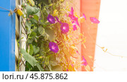 Ipomoea purpurea. Private house with a veranda. Wall of a house with climbing plants protects from hot weather. Close-up, flowers of a plant on a street veranda on a summer day. Стоковое фото, фотограф Скрипачев Антон / Фотобанк Лори