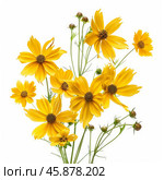 Bouquet of yellow coreopsis flowers blooming on white background. Стоковое AI-изображение, AI-художник Иван Рябоконь / Фотобанк Лори
