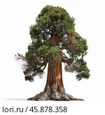 Giant sequoia tree standing tall with lush green foliage. Стоковое AI-изображение, AI-художник Иван Рябоконь / Фотобанк Лори