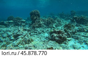 Underwater corals world of Similan islands. Стоковое видео, видеограф Михаил Коханчиков / Фотобанк Лори