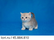 Grey Scottish kitten, munchkin. Стоковое фото, фотограф Okssi / Фотобанк Лори