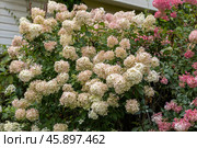 Hydrangea paniculata Vanille Fraise on a stem. Стоковое фото, фотограф Ольга Сейфутдинова / Фотобанк Лори