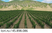 Aerial view of mountain vineyard in Crimea (2020 год). Стоковое видео, видеограф Михаил Коханчиков / Фотобанк Лори